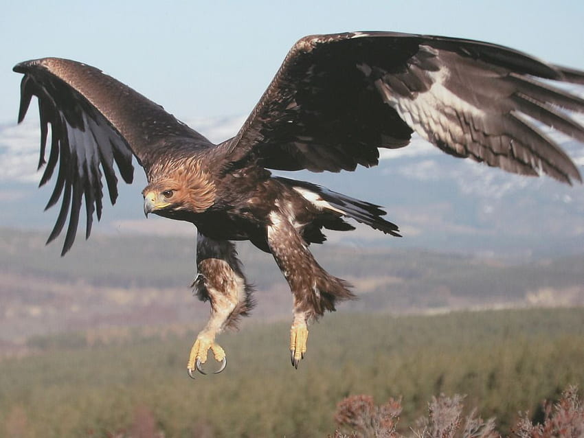 Eagle Talon Bird Drawing. Golden Eagle . Eagle in flight, Types of eagles, Bird HD wallpaper