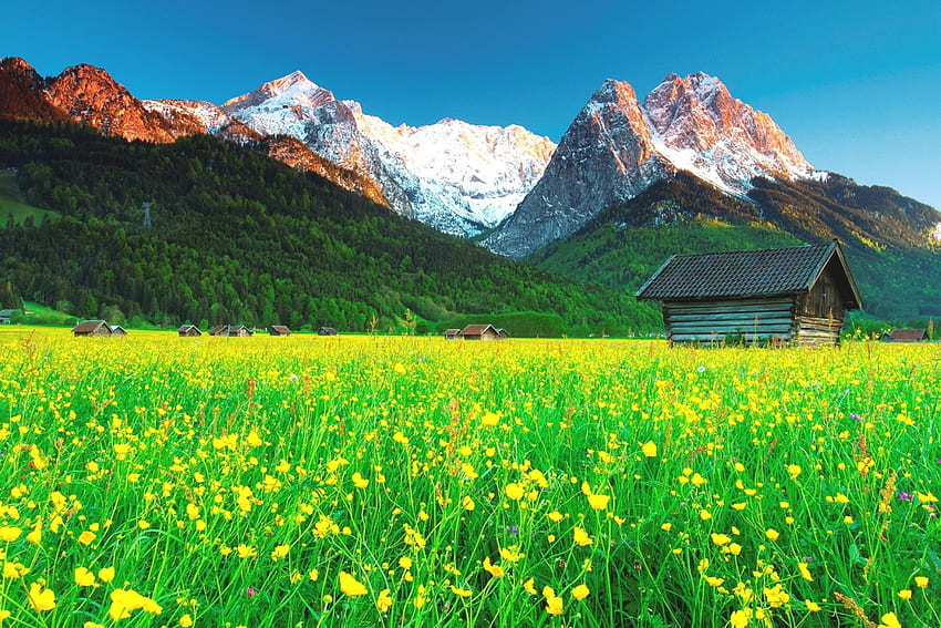 Mountain Field'da Gün Doğumu, karlı tepeler, Bavyera Alpleri, sabah ışığı, Gündoğumu, kulübeler, güzel manzara, tarlalar, çiçekler, dağlar, orman HD duvar kağıdı
