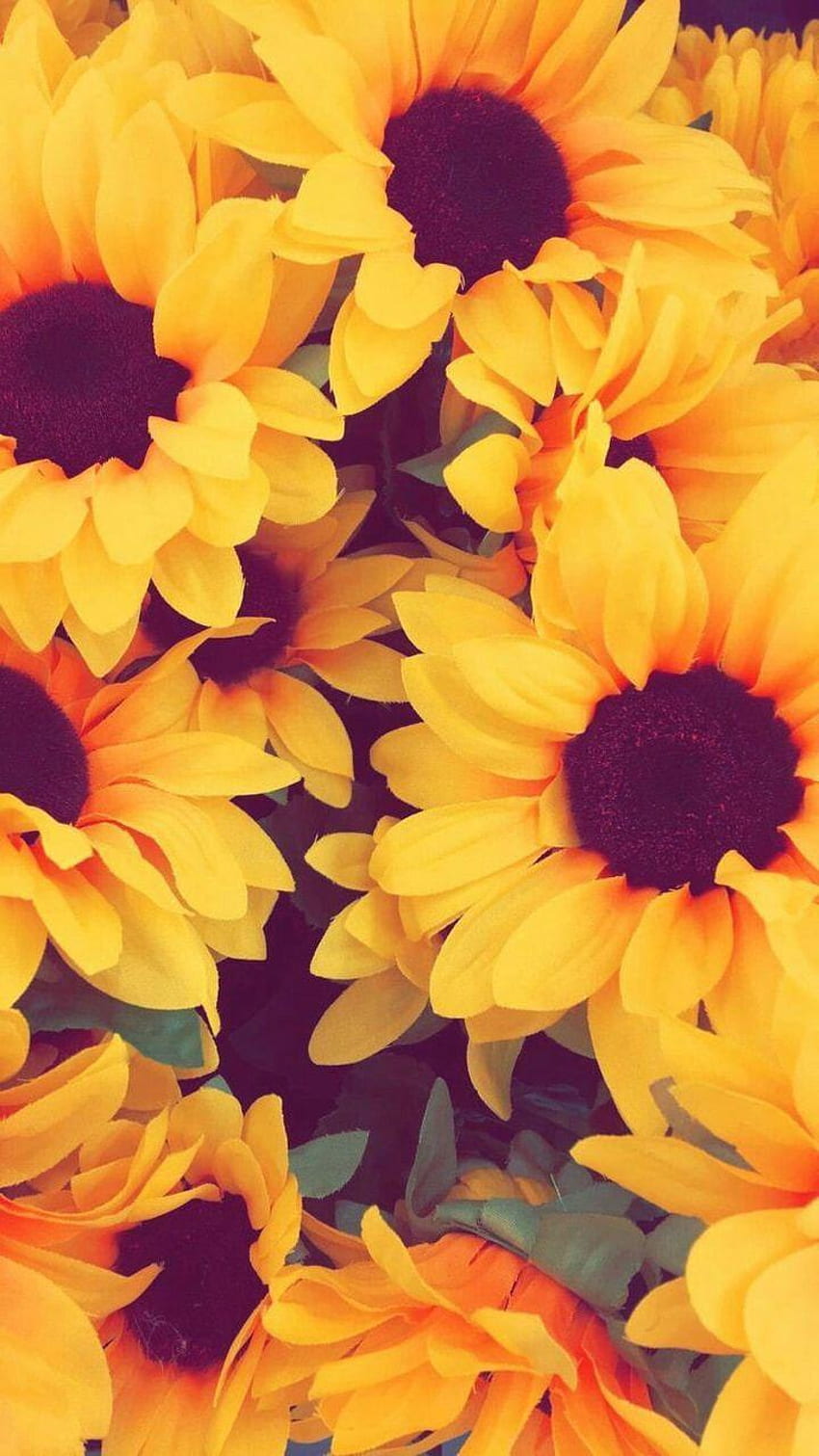 Sunflower Iphone Sunflower Aesthetic Hd Phone Wallpaper Pxfuel 0818