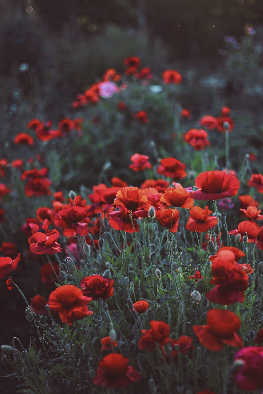 Amapolas, campo de flores, prado, primavera. fondo de pantalla del teléfono
