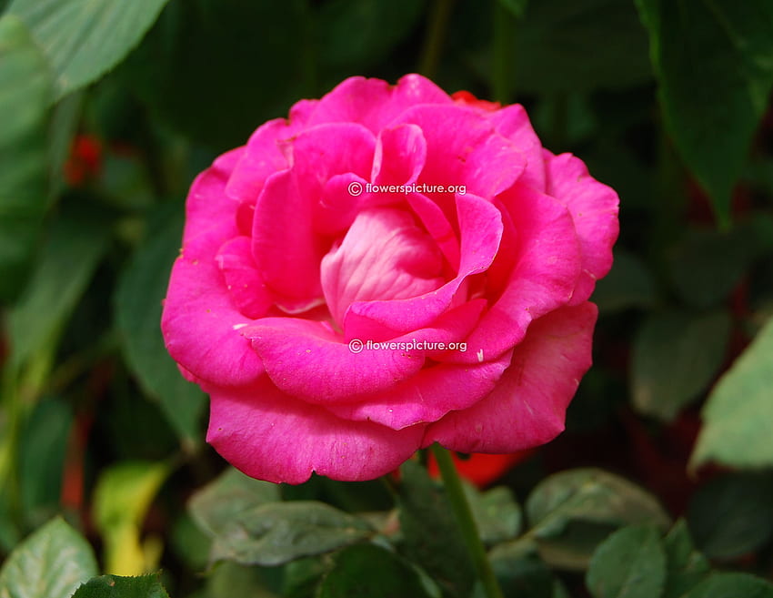 Flowers By Color Deep Pink, Magenta, Magenta Roses HD wallpaper