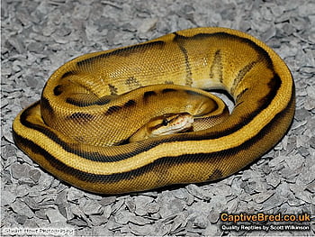 Wallpaper ID 287103  snake ball python python regius beauty brown 4k  wallpaper free download