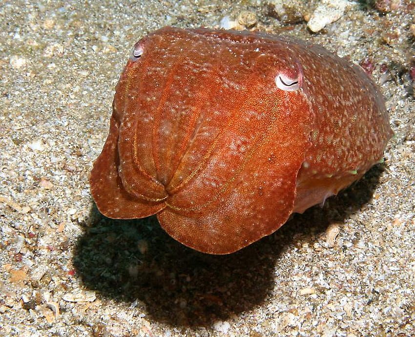 Cuttle Fish, under water creature, slug, red HD wallpaper