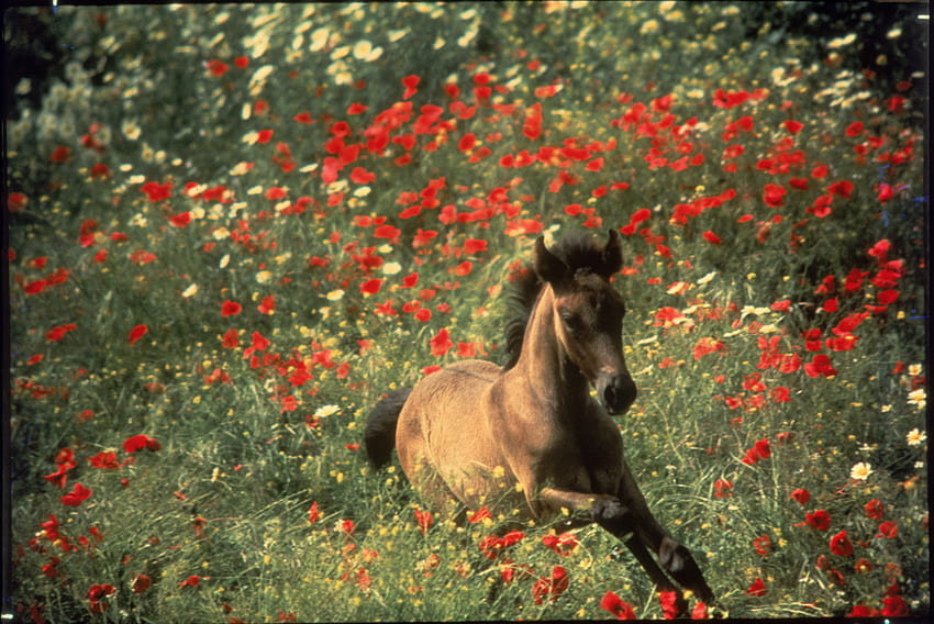 horse in flowers, horses, horse, i love horses HD wallpaper
