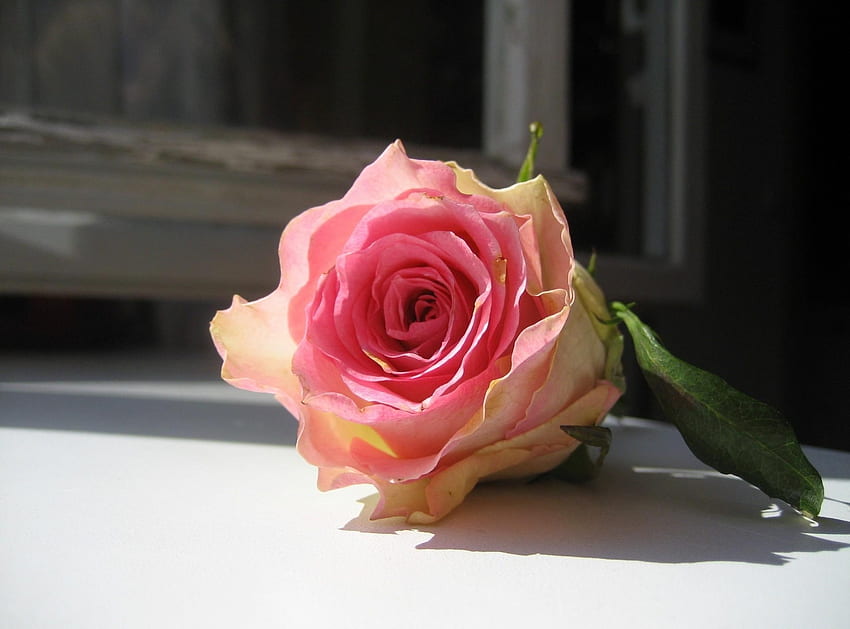 Blumen, Blume, Rosenblüte, Rose, Knospe, Fensterbank, Fensterbank, Rahmen HD-Hintergrundbild