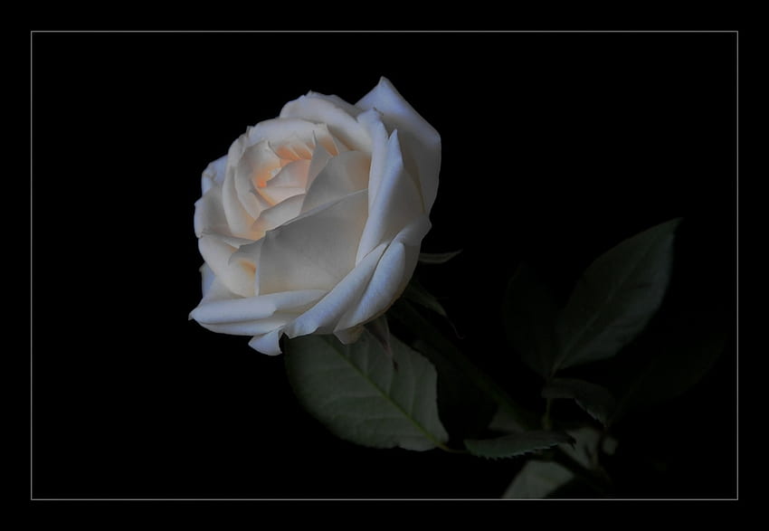 Mawar, mawar putih, kecantikan, bunga Wallpaper HD
