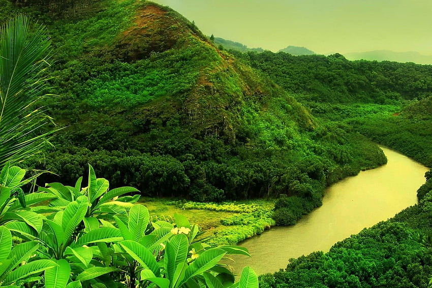 Beautiful Greenery of Real Nature Scene HD wallpaper | Pxfuel