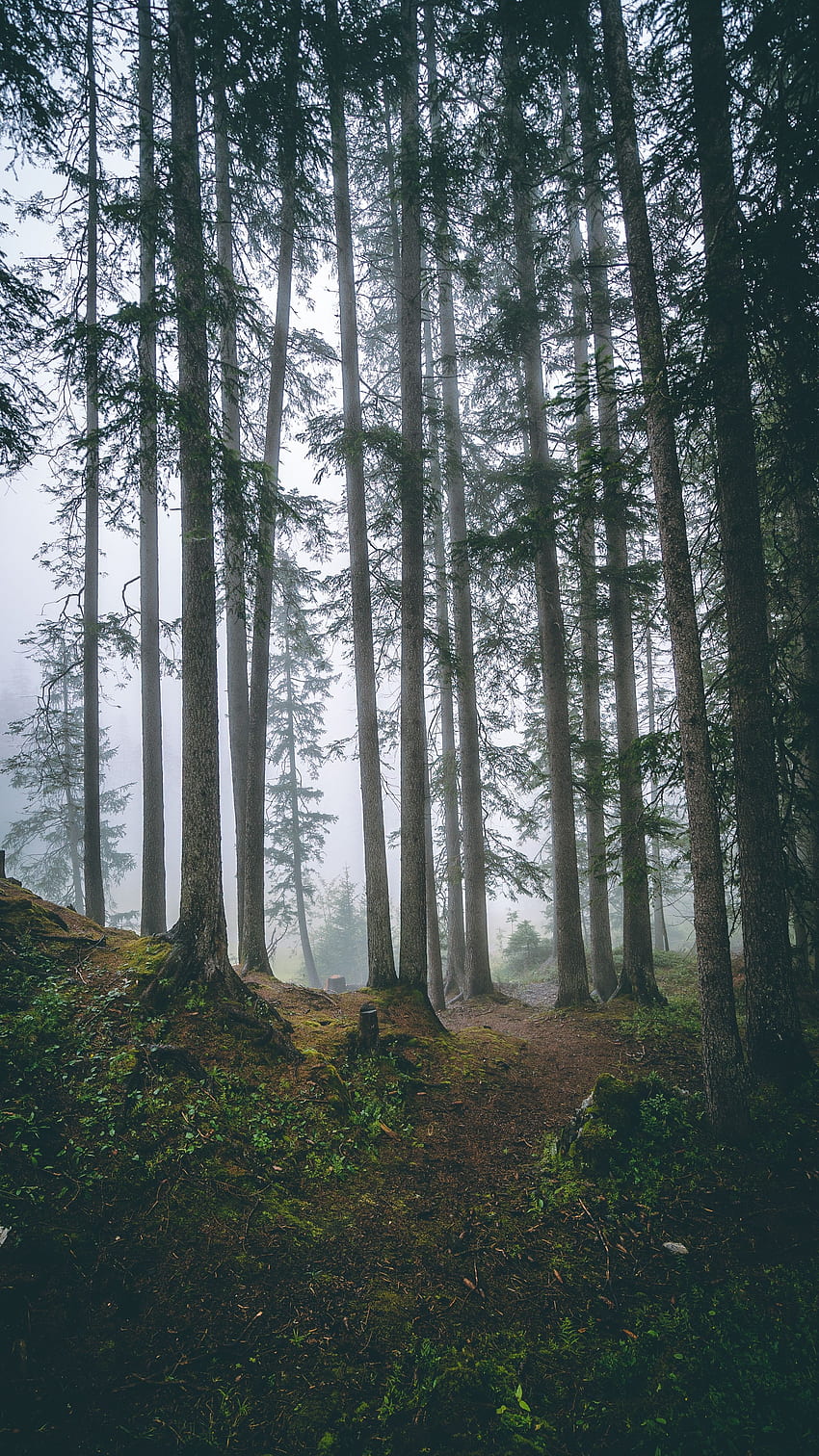 naturaleza, árboles, pino, conífero, bosque, niebla, troncos fondo de pantalla del teléfono