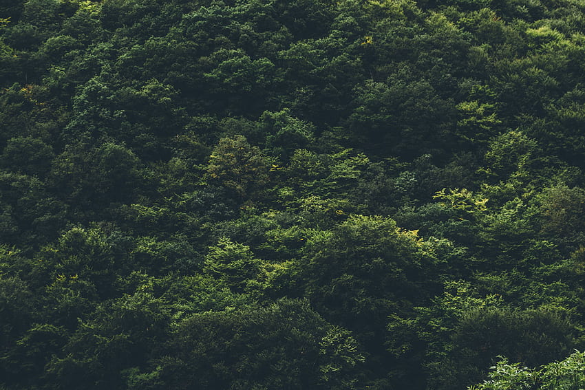 Natur, Bäume, Blick von oben, Wald HD-Hintergrundbild