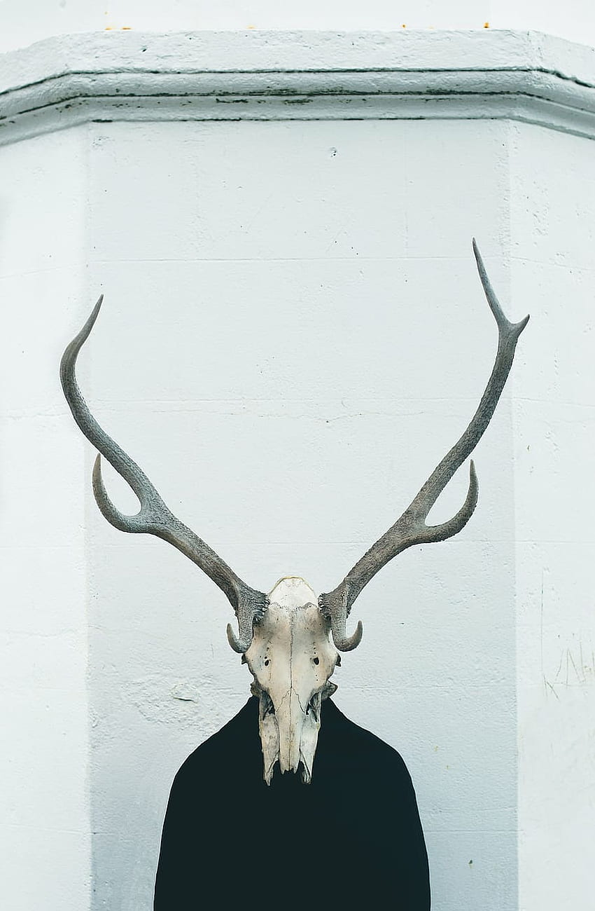 : кафяв и сив череп с декор от еленови рога, изкуство, животно, животински череп, скелет на животно HD тапет за телефон