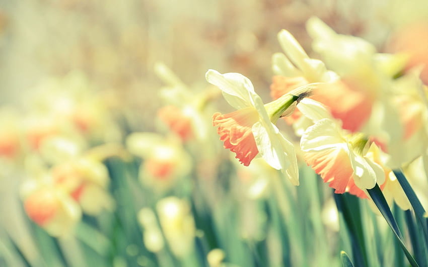 Romantic Screensaver Cute Daffodils Hd Wallpaper Pxfuel