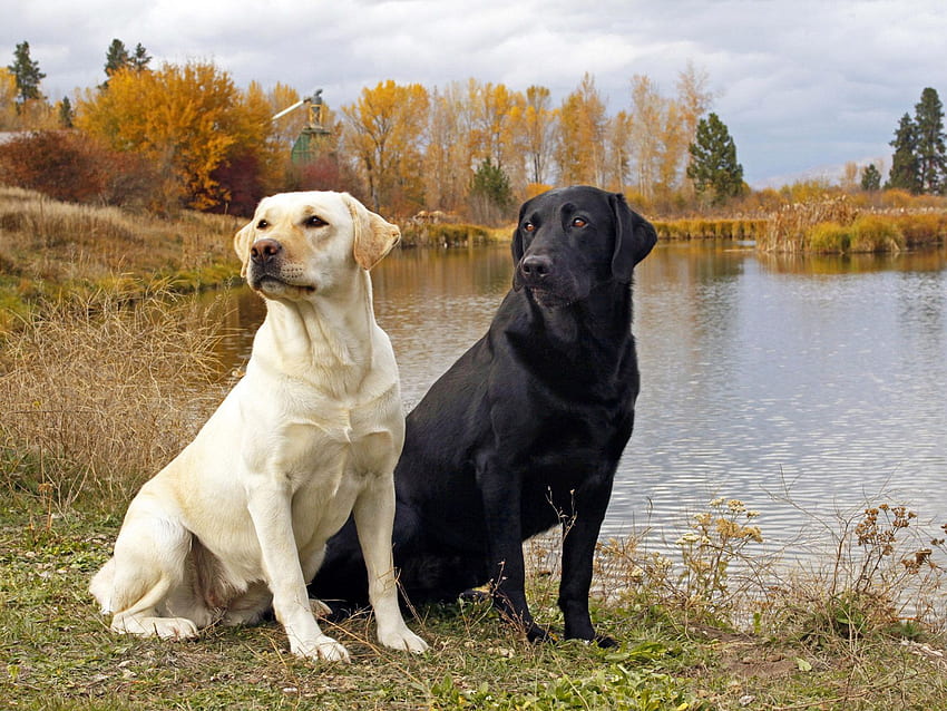 Labrador Retrievers - Black And Yellow Labrador - - HD wallpaper | Pxfuel