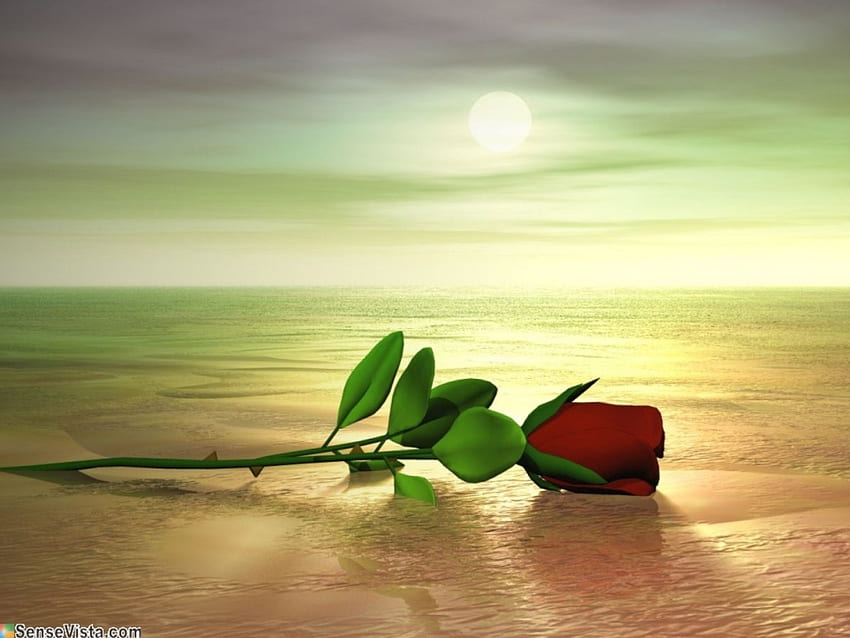 FOR YOU MARGARIT8AS FROM SNOWHITE, rose, single, gorrgeous, beautiful HD wallpaper