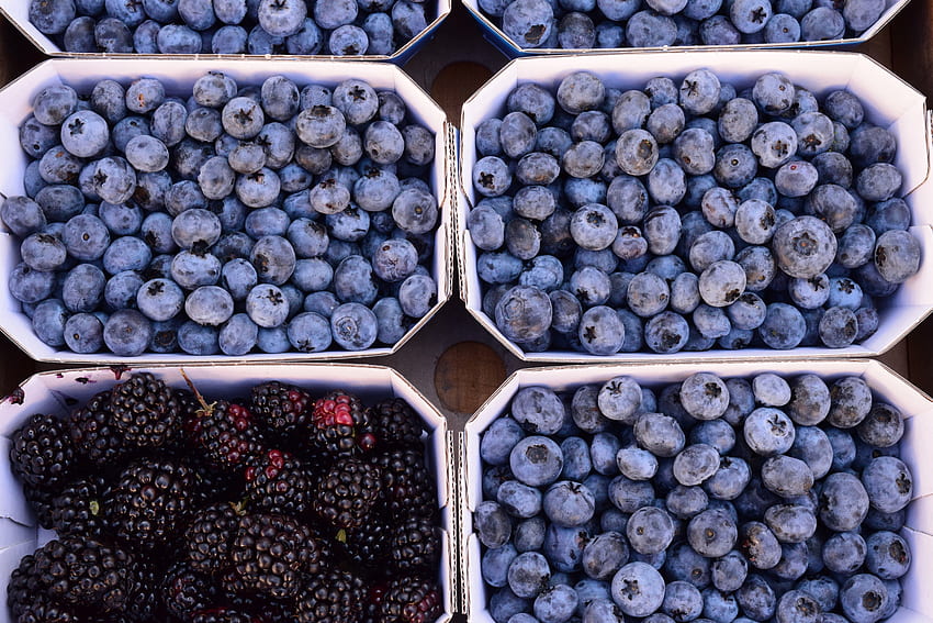Food, Bilberries, Berries, Blackberry HD wallpaper