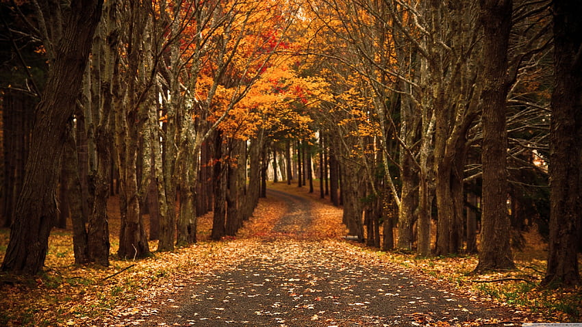 Autumn, 3840 X 2160 Autumn HD wallpaper | Pxfuel