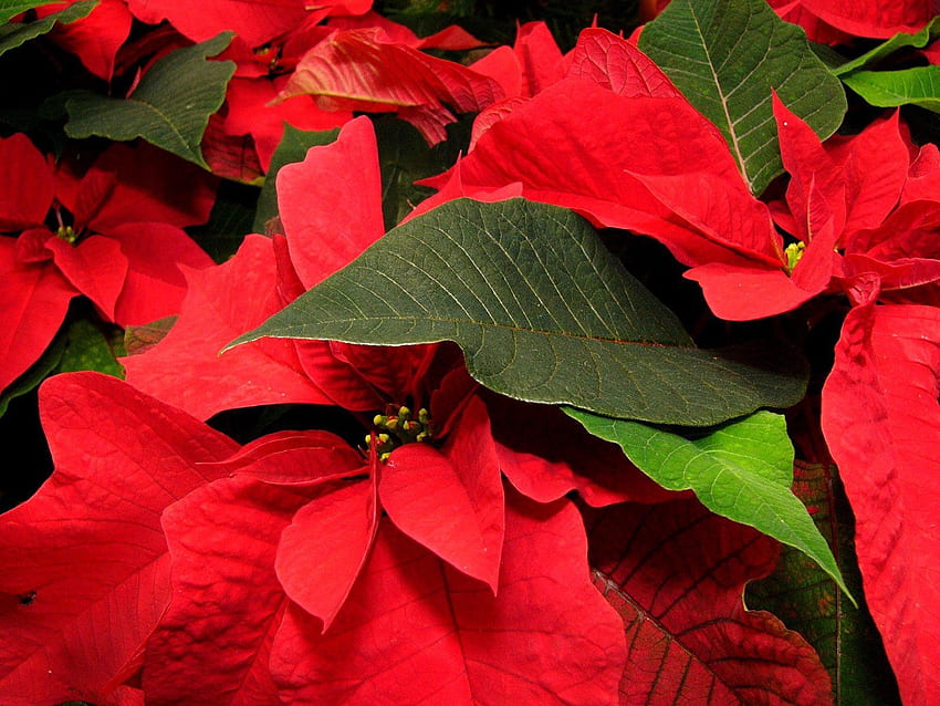 Flowers, Leaves, Flower, Close-Up, Poinsettia HD wallpaper