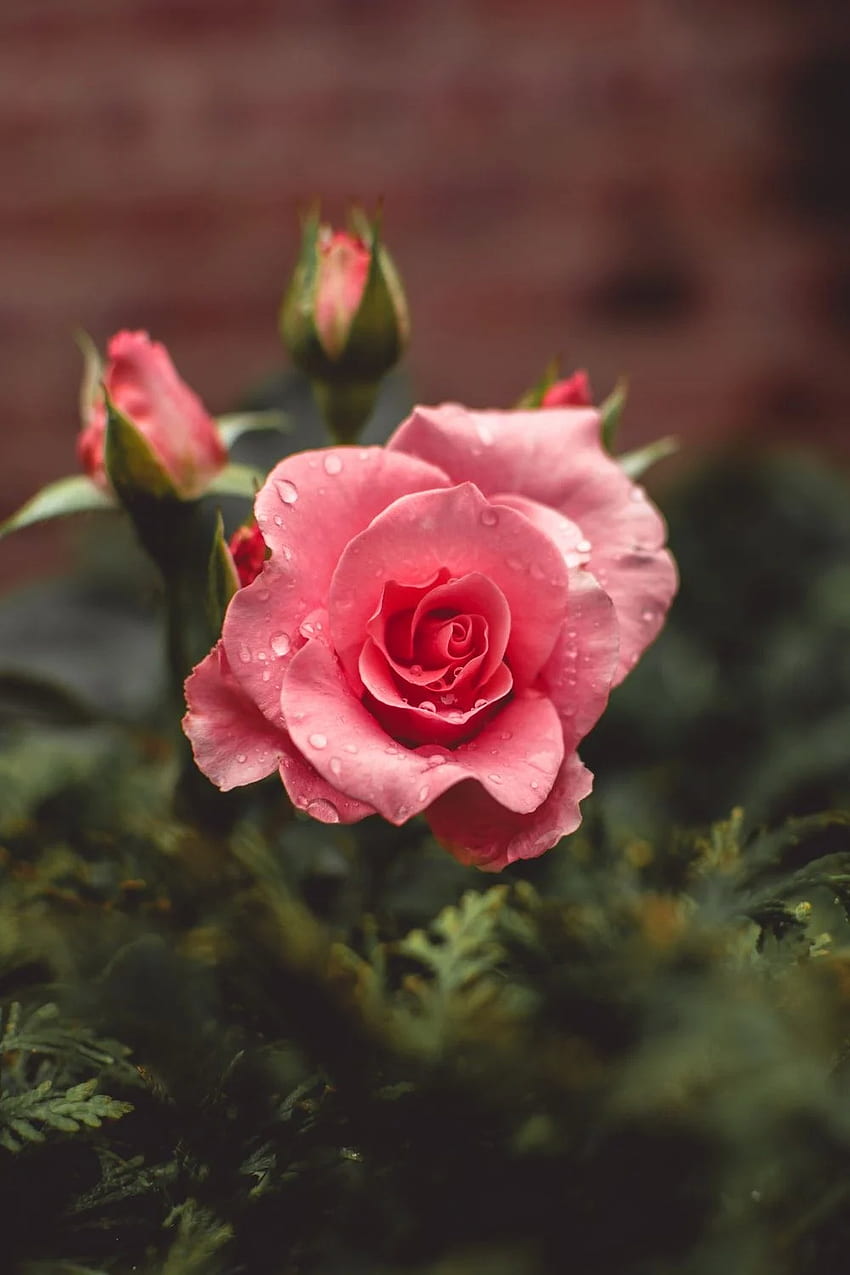 Rose []. & Stock, Rose Flower HD phone wallpaper