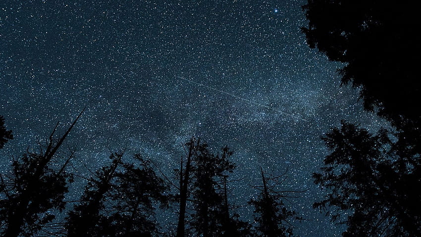 Bintang Hutan Langit Malam Langit Gelap Pohon Malam Pandangan Mata Cacing - Resolusi: Wallpaper HD