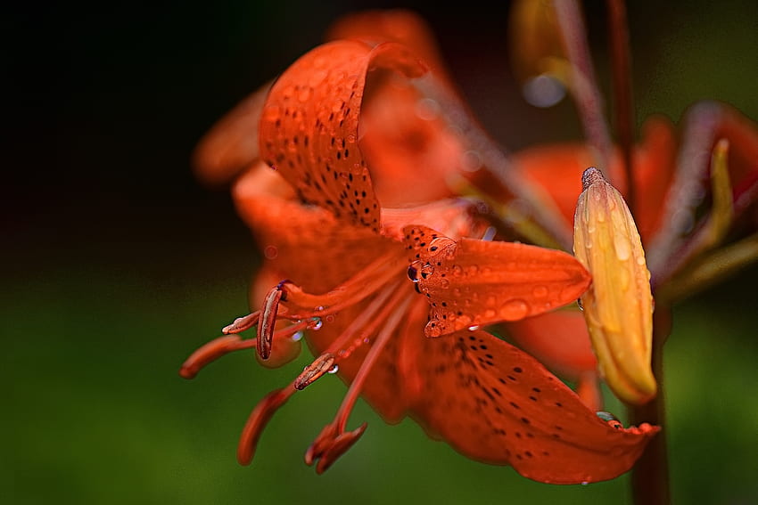 Orange daylily, Flowers, Summer, Buds, Droplets HD wallpaper | Pxfuel