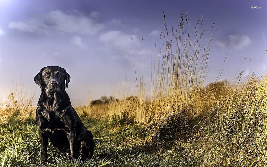 Black Labrador HD wallpaper | Pxfuel