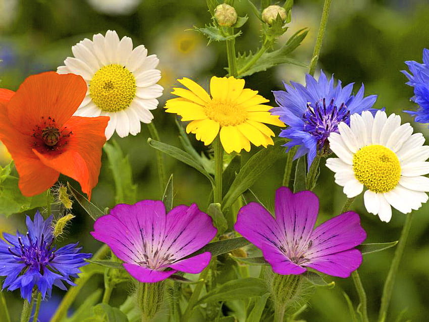 Color me spring, blue, purple, white, yellow, flowers, daisies HD wallpaper