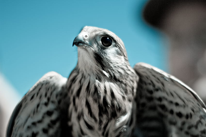Tiere, Vogel, Schnabel, Raubtier, Falke HD-Hintergrundbild