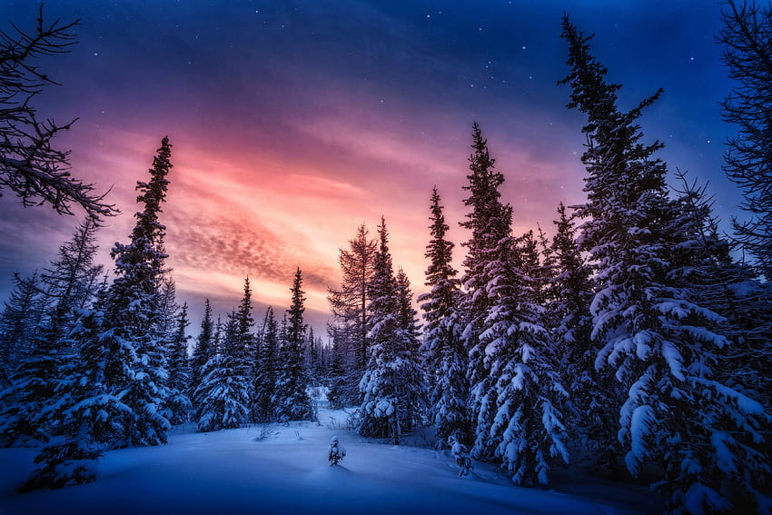 Puesta de sol de invierno, árbol, cielo adorable fondo de pantalla