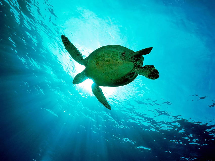 Turtle <3. Sea turtle , Turtle , Save the sea turtles, Swimming Turtle HD wallpaper