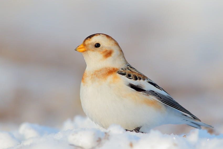 Snow Bunting, animal, bunting, bird, snow HD wallpaper