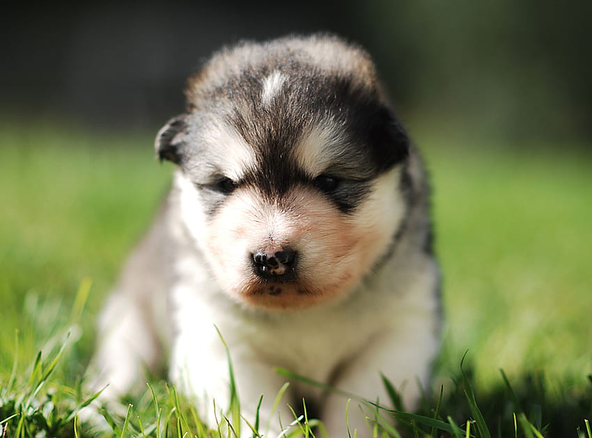 how much does a malamute cost