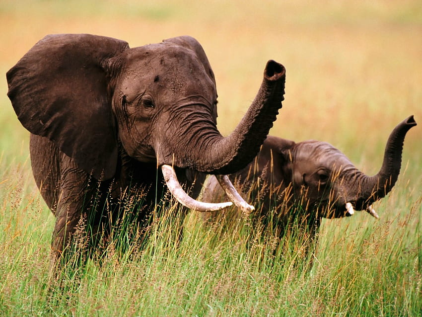 Tiere, Gras, Elefanten, Paar, Paar, Spaziergang HD-Hintergrundbild