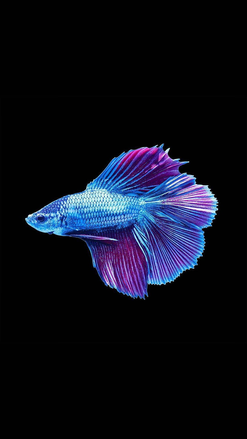 Cool Fish Wallpapers HD Free download  PixelsTalkNet  Cool fish Fish  wallpaper Animal wallpaper