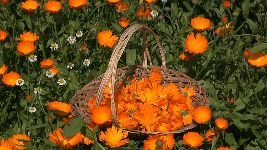 Marigold calendula fleurs médicales herbes dans un panier en bois en osier Fond d'écran HD