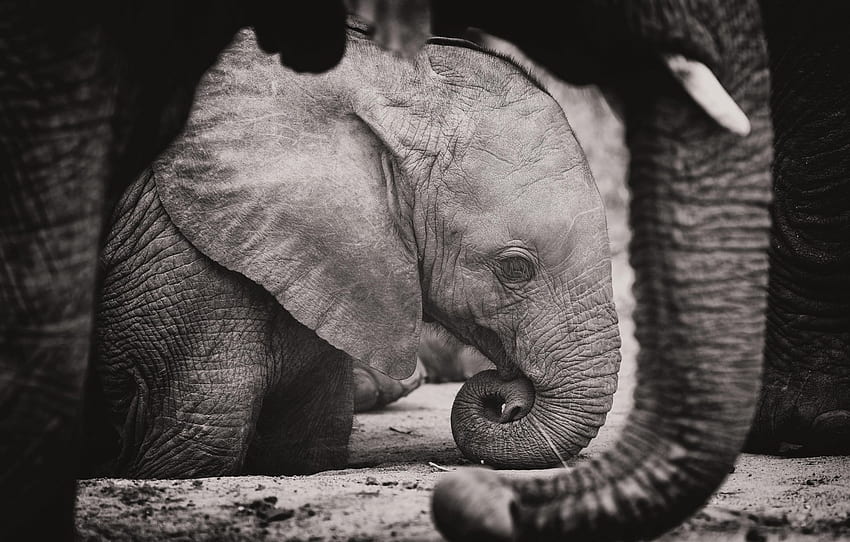 fil, filler, gövde, fil, siyah ve beyaz için , bölüm животные, Baby Elephant Dark HD duvar kağıdı