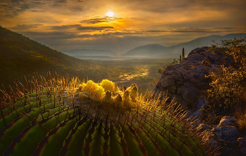 il sole, macro, cactus, valle, Messico per , sezione prima, Messico Cactus Sfondo HD