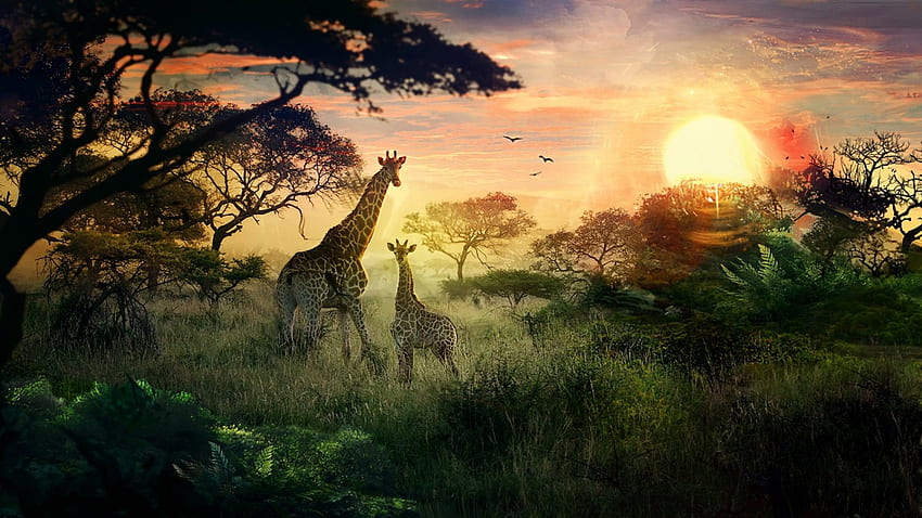 Dans la jungle, girafes, oiseaux, nuages, arbres, ciel, jungle, herbe, soleil Fond d'écran HD
