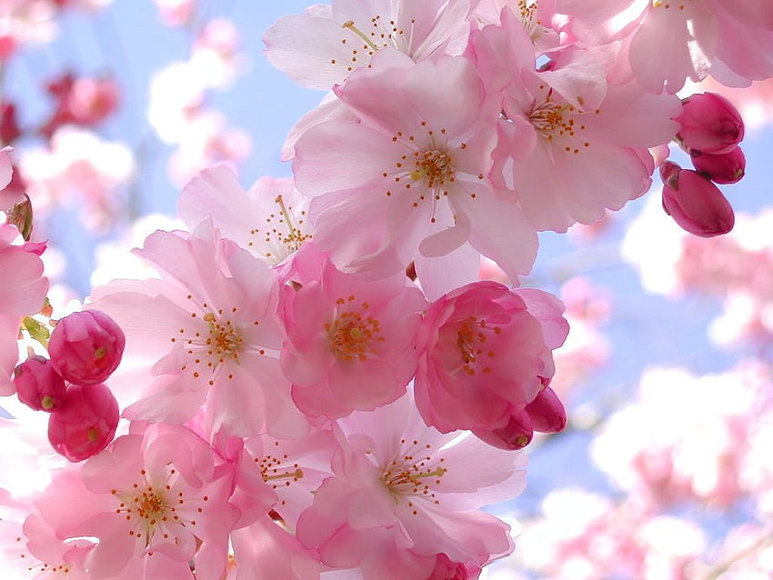 Hoa anh đào: Hoa anh đào là biểu tượng của sự tinh khiết và đẹp đẽ. Hãy xem hình ảnh này để chiêm ngưỡng vẻ đẹp của Hoa anh đào đang nở rực rỡ trên những con đường Nhật Bản.