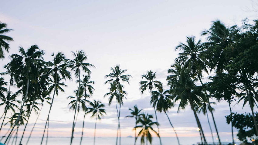 () Beach for Your Phone & . Computer , Beach , Laptop, Aesthetic Palm Tree HD wallpaper