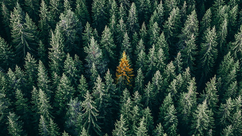 forest, aerial view, trees, treetops, conifer full , tv, f, background HD wallpaper