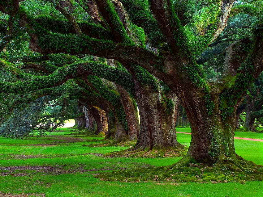 Oak Tree Photos Download The BEST Free Oak Tree Stock Photos  HD Images
