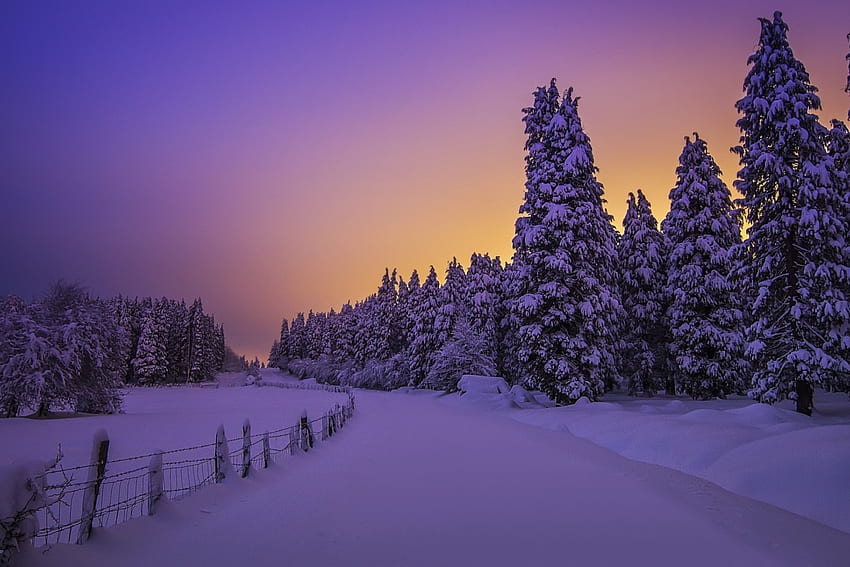 Winter, spruce, Vizcaya, Basque Country, snow, trees, Biscay, Spain, forest, sunset HD wallpaper