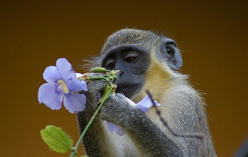 N'est-ce pas joli ??, des fleurs, des primates, des animaux, des singes Fond d'écran HD