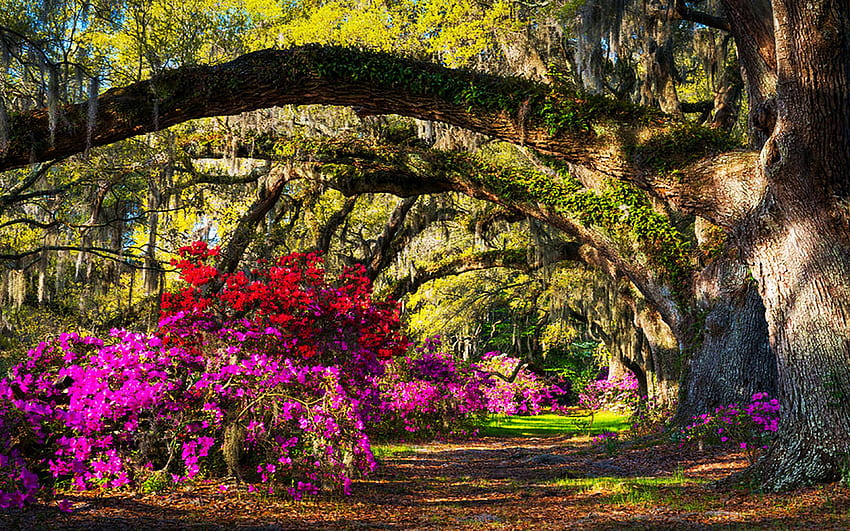 Charleston South Carolina, Spring Azalea Flowers, blossoms, path, park, sunrays, trees, usa HD wallpaper