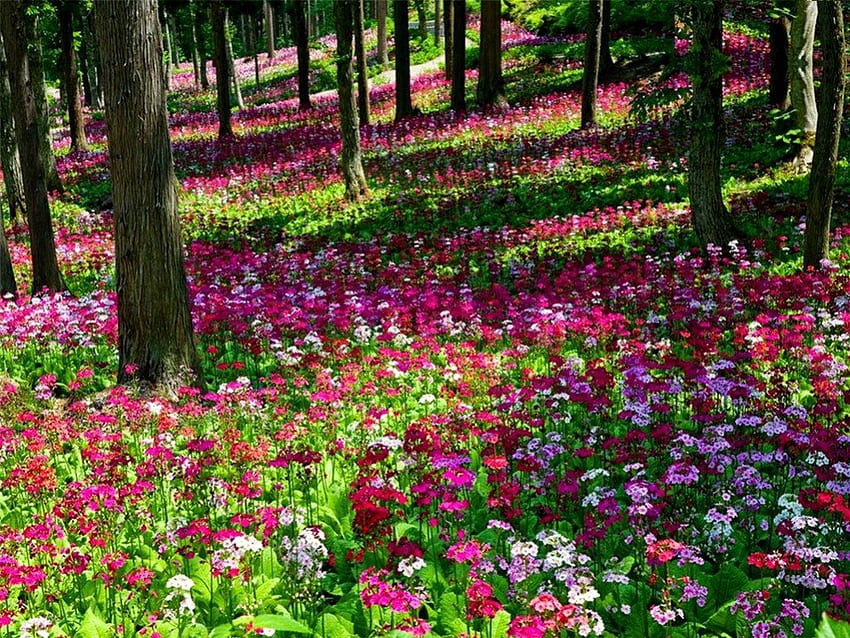 Flowers in the forest, trees, colors, nature, flowers, forest HD wallpaper
