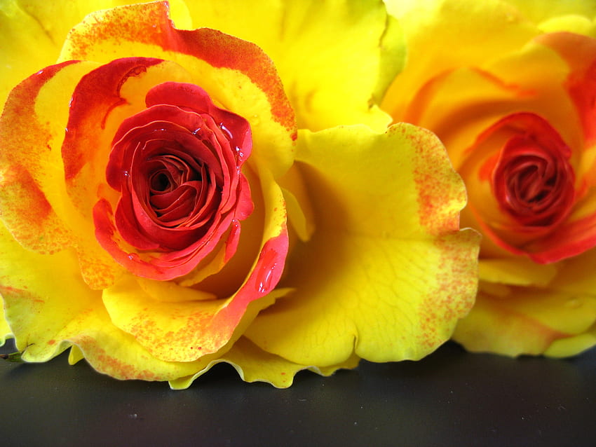 roses, graphy, beautiful, nice, flower, yellow, red, cool, flowers HD wallpaper