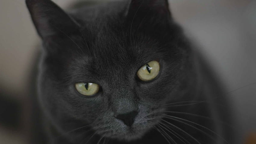 Gray Cat With Green Eyes MacBook Air, Black Cat Green Eyes HD wallpaper