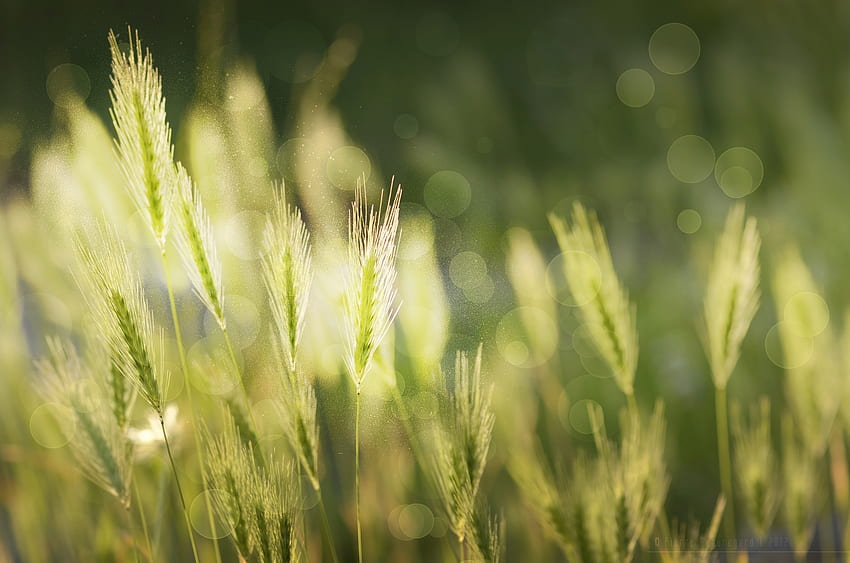ธรรมชาติ หญ้า มาโคร หูแหลม ธัญพืช วอลล์เปเปอร์ HD