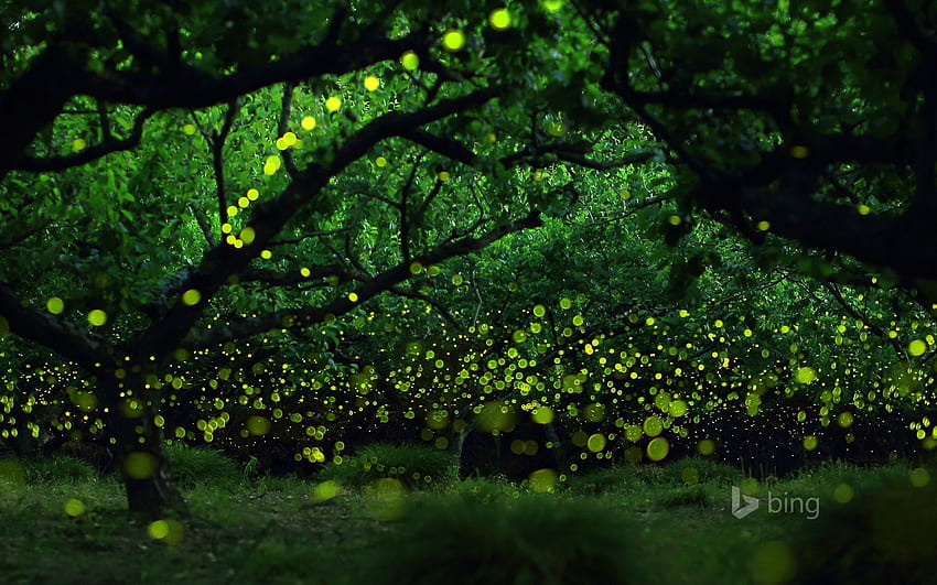 Long Exposure graph Of Fireflies In A Forested Area, Nagoya HD wallpaper
