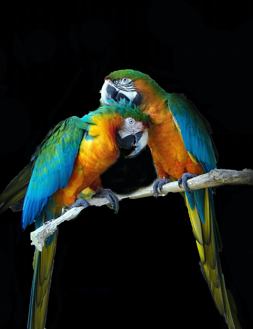 Pájaros del Amor – POTO BUTUT, Pájaros del Amor Rosados fondo de pantalla del teléfono