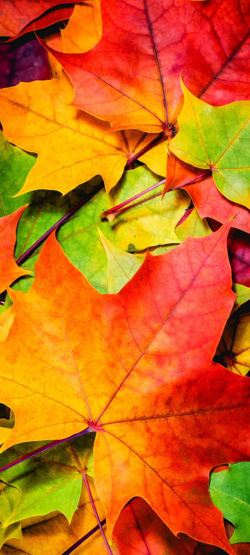 Oppo Reno4 Pro 5G Nature 01 0f 10 - Ahornblätter im Herbst - . Hintergrund. Mobiltelefon, 1080 x 2400 Natur HD-Handy-Hintergrundbild